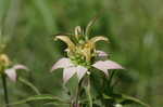 Spotted beebalm